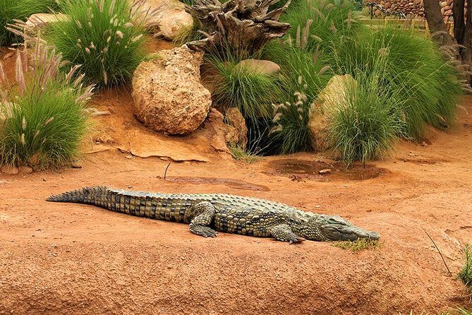 Effortless Agadir Crocoparc Ticket and Transfer Service - What’s Included and What’s Not