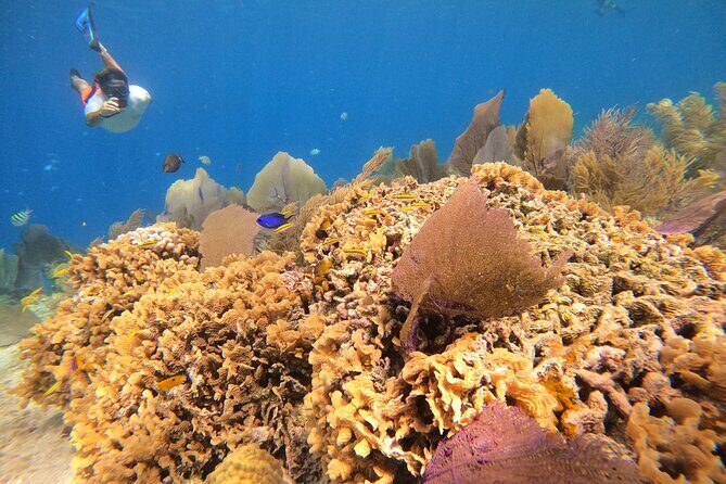 El Cielo and Snorkeling for Cruise Ship Passengers - A Closer Look at the Itinerary and Experience