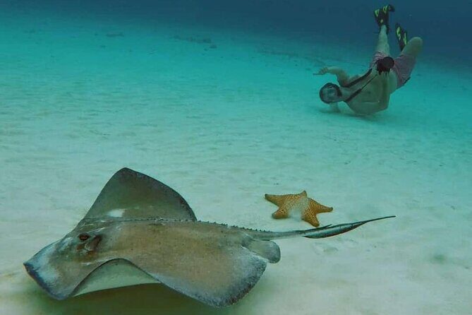 El Cielo Beach Snorkeling Adventure by Catamaran - Authentic Traveler Insights