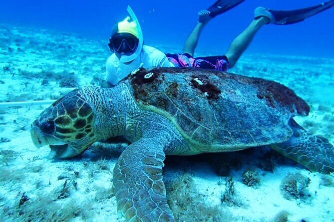 El Cielo Palancar and Columbia Snorkeling Tour - What’s Included and What’s Not