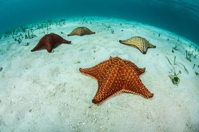 El Cielo Tour with Reef Snorkeling from Cozumel - Who Should Book This Tour?