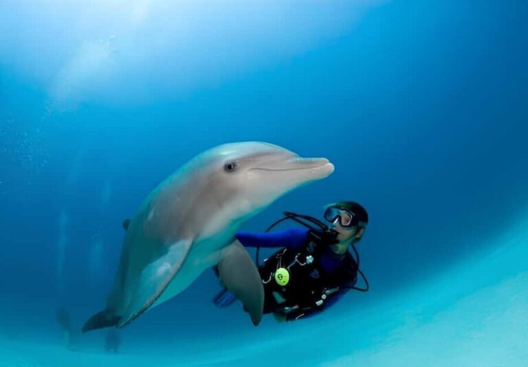 El Gouna Lagoon, Diving with Dolphin, Snorkeling & Lunch - Practical Tips for Your Trip