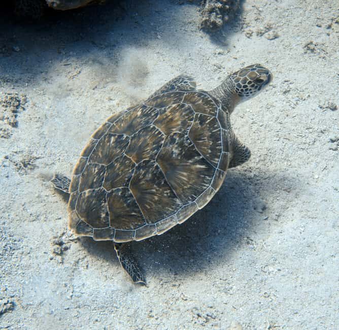 El Quseir: Red Sea Diving - Reefs, Caves & Marine Wildlife - What’s Included and What to Expect