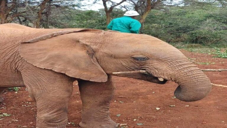 Elephant Orphanage and Giraffe Center Tour - Analyzing the Experience: What You Get for the Price