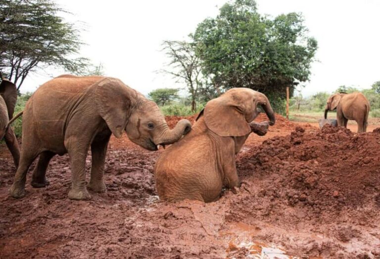 Elephant Orphanage & Giraffe Center Day Tour - What’s Included and What’s Not