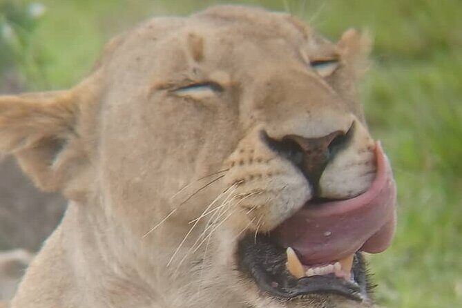 Elephant Safari Tanzania 4 Days **Sustainable Approach to Travel - How This Tour Works: An In-Depth Look