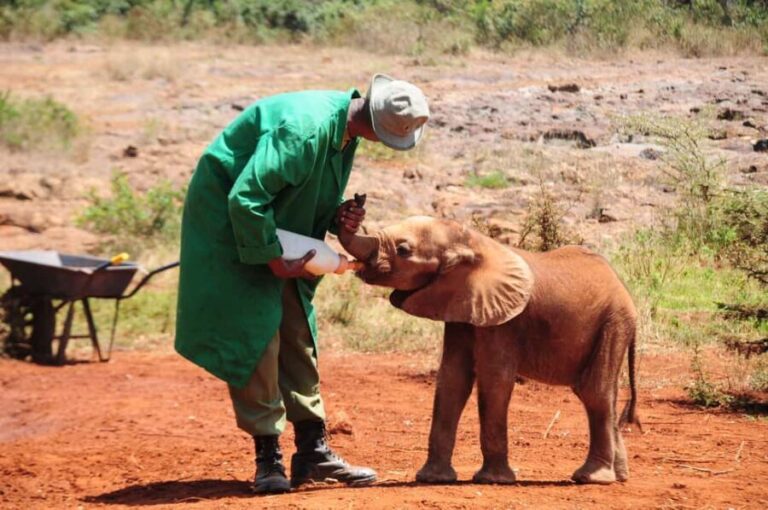 Elephant Sanctuary and Giraffe center - A Deeper Look at the Experience