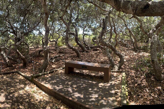 Elfin Forest Nature Tour with Local Sweet and Savory Tasting - A Closer Look at the Experience