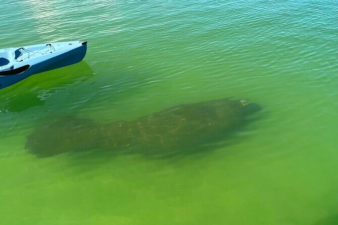 Elite Hobie Kayak Experience: Ultimate Premium Eco Adventure! - Who Should Book This Tour?