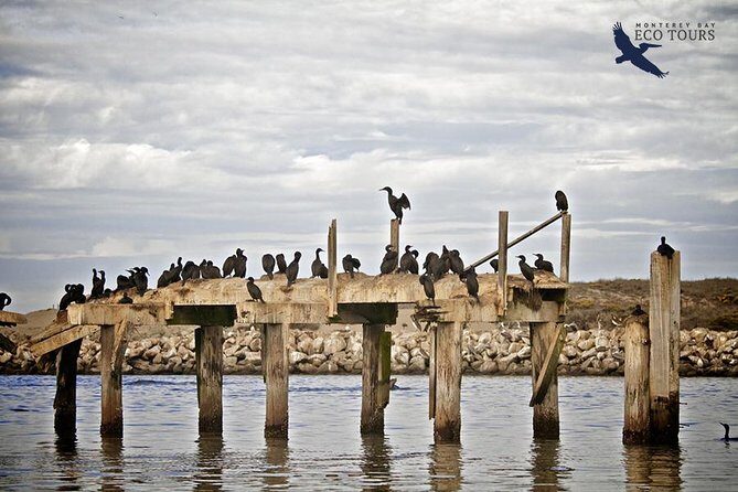 Elkhorn Slough Wildlife Tour - An Honest Look at the Elkhorn Slough Wildlife Tour