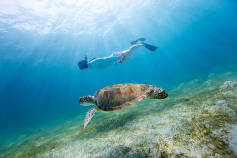 Emerald Coast: Afternoon Snorkel & Dolphin Tour - The Marine Wildlife: What You’re Likely to See