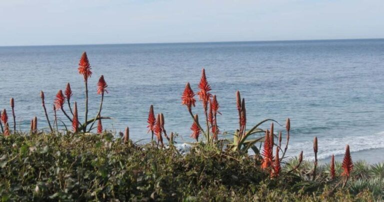 Encinitas: Downtown Walking Tour - What the Reviews Say