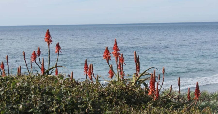 Encinitas: Downtown Walking Tour - What the Reviews Say