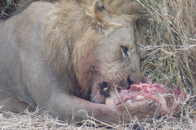 Enjoy a Private Day Trip to Lake Manyara National Park. - The Sum Up