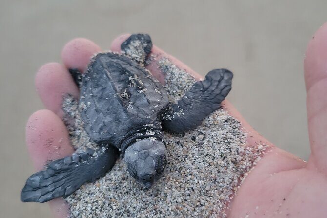 Enjoy Puerto Escondido with Beach and Nature from Oaxaca - What to Expect from the Tour