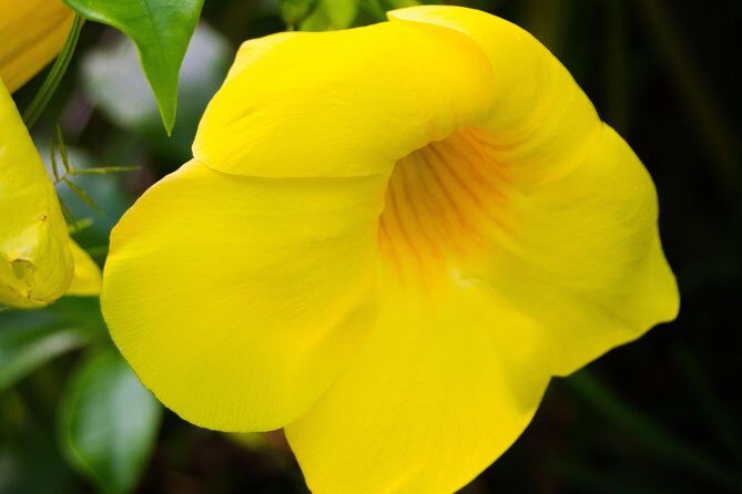 Escape Accra City to Aburi Gardens and Tetteh Quarshie Cocoa Farms - Aburi Botanical Gardens: A Green Oasis