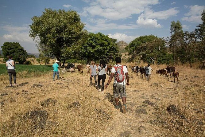 Escape from Addis to hike through beautiful Menagesha forest! - Who Should Book This Tour?