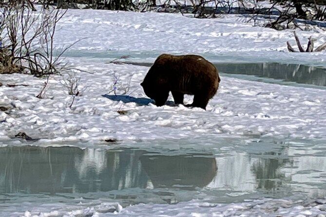 Escaping Anchorage Spring Wildlife Tour - Final Thoughts on the Escaping Anchorage Spring Wildlife Tour
