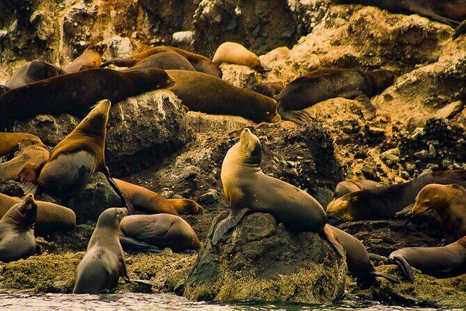 Espíritu Santo and Balandra Beach Combo Tour: Sea Lion Snorkeling - Analyzing the Cost and Value