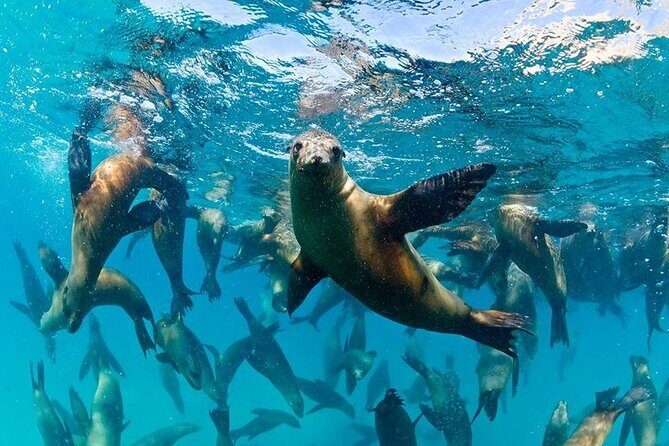 Espiritu Santo Island Combo: Sea Lions and Paddleboard 1 to 6 Private Group - What’s the Value?