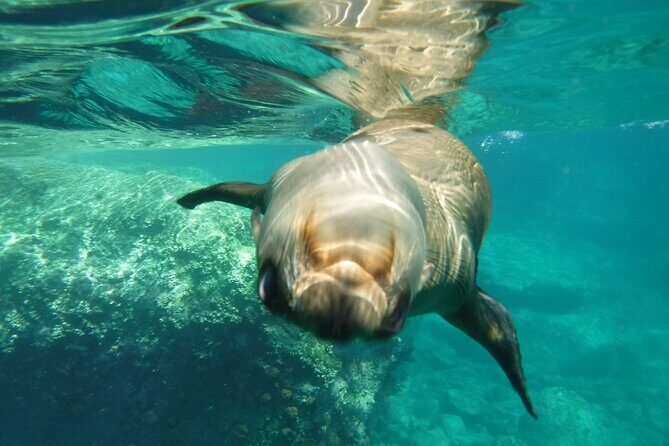 Espiritu Santo Island, Sea Lions & Paddleboard 1 to 10 Private Group Adventure - The Practical Side: What Does It All Cost?
