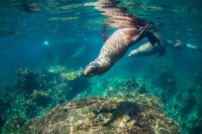 Espiritu Santo Island Snorkel & Sea Lion Adventure - What’s Included and What’s Not