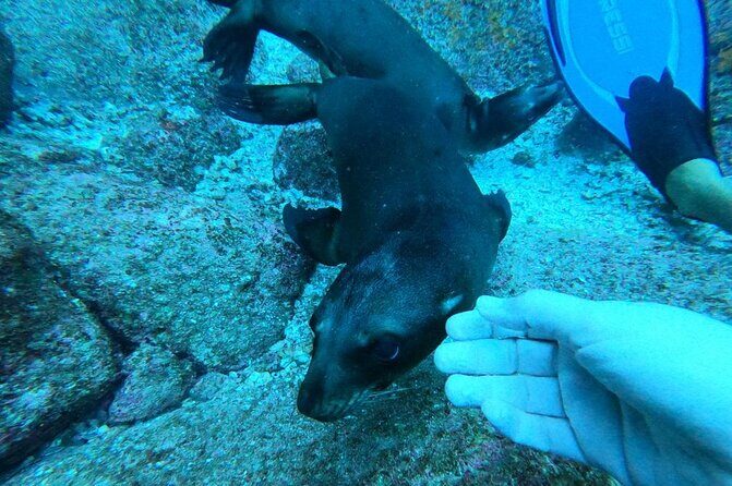 Espíritu Santo Private Scuba Tour - Why This Tour Stands Out