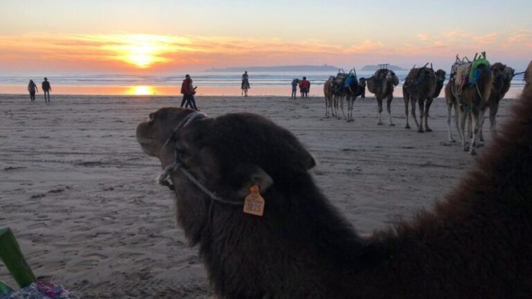 Essaouira P12 : 1h Quad bike tour and 1h dromedary Ride - Practical Tips for Your Adventure