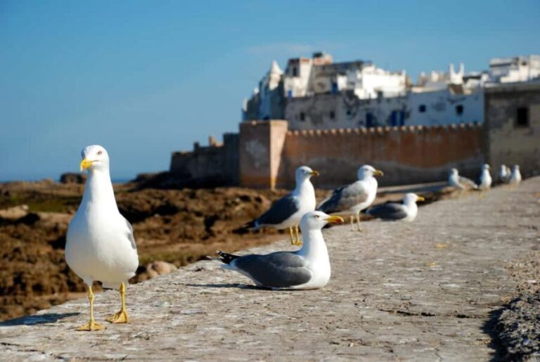Essaouira: The City That's Always With You Tour - Final Thoughts