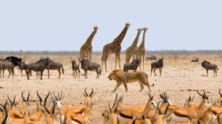 Etosha National Park & Swakopmund Tour - The Practical Details: What You Need to Know