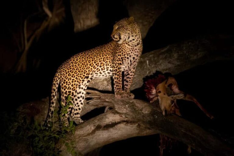 Evening Pilanesberg Night Safari Tour from Sun City - Is This Night Safari Right for You?