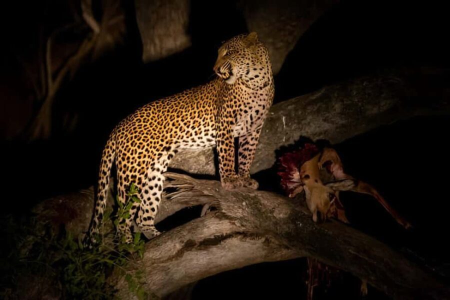 Evening Pilanesberg Night Safari Tour from Sun City - Is This Night Safari Right for You?