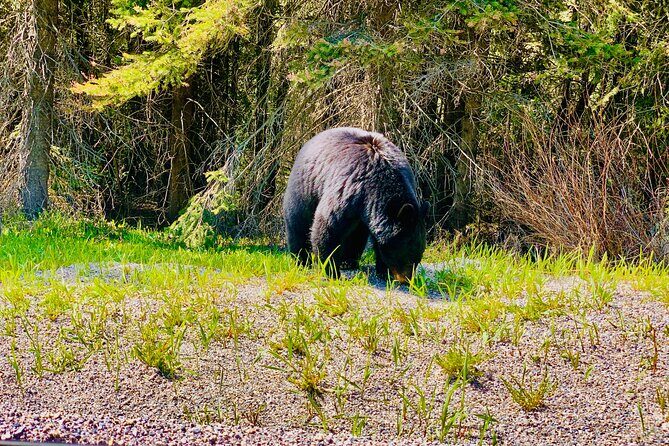 Evening Private Tour Best of Banff Wildlife - The Practicalities