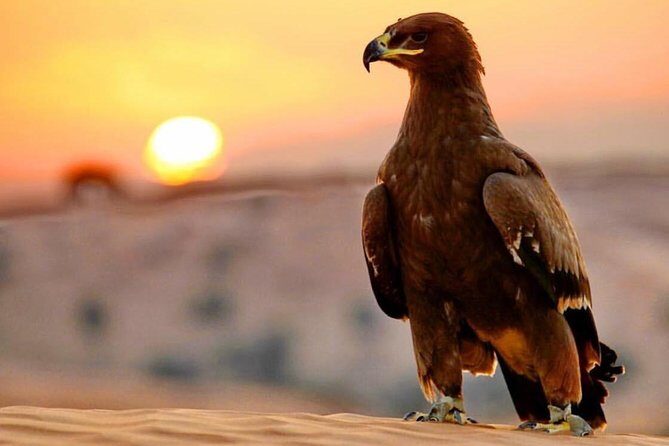 Evening Red Dunes Desert Safari: BBQ Dinner & Adventure Awaits! - Analyzing the Value