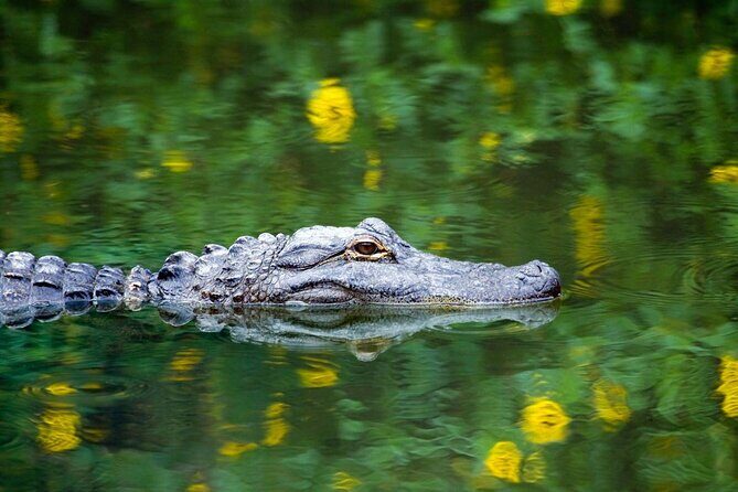Everglades Airboat Safari Adventure with Transportation - The Sum Up
