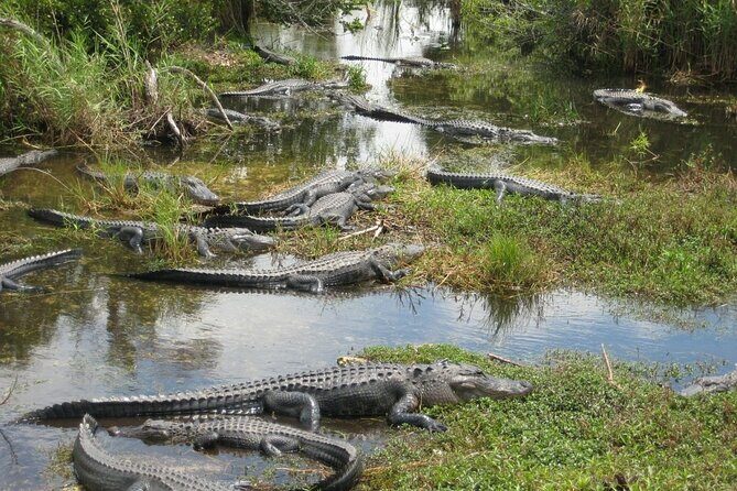 Everglades Alligator Airboat Adventure from Miami - The Itinerary in Detail