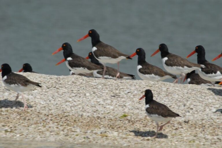 Everglades: Birding, Wildlife, and Photography Expedition - Final Thoughts