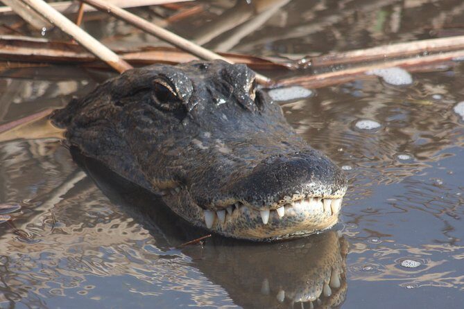Everglades Day Safari from Ft Lauderdale - What Makes This Tour Stand Out?