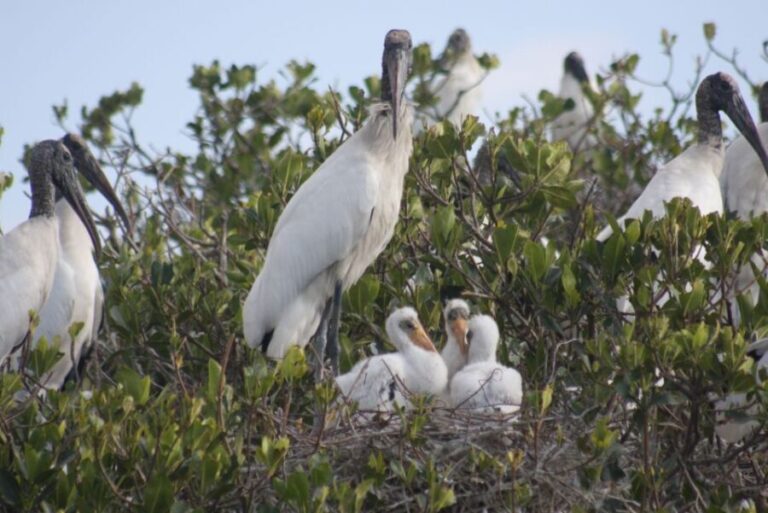 Everglades Day Safari from Sanibel, Fort Myers & Naples - A Full-Day Journey into Florida’s Iconic Wilderness