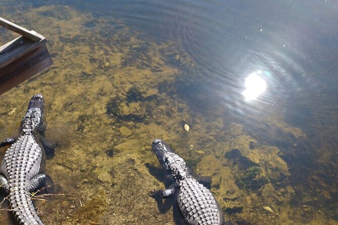 Everglades Eco Airboat Tour with Private Luxury Transportation - Who Should Consider This Tour?