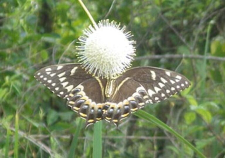 Everglades: Everglades Alligators and Orchids Kayak Eco Tour - The Itinerary Breakdown