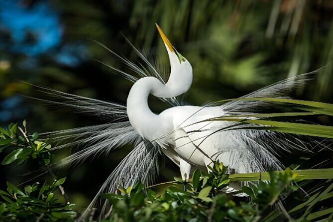 Everglades Immersion Tour: The Ultimate Everglades Adventure - In-Depth Breakdown of the Tour
