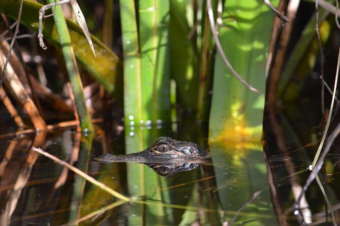 Everglades Kayak Safari Adventure Through Mangrove Tunnels - Itinerary and Highlights