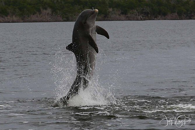 Everglades Manatee, Dolphin and Birding Boat Tour (2 hours) - Final Thoughts: Who Will Love This Tour?