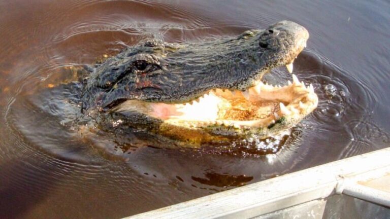 Everglades: Mangrove Maze Airboat Tour and Boardwalk - Authentic Experiences and Honest Perspectives