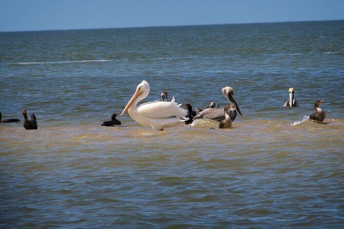 Everglades National Park: 3 Hikes + 90 minute Boat Tour + Lunch - Practical Details and What They Mean for You