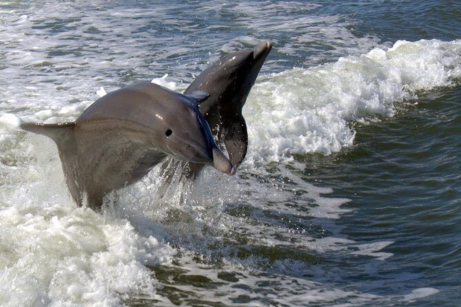 Everglades National Park Biologist Led Adventure: Cruise, Hike + Airboat - Who Will Love This Tour?