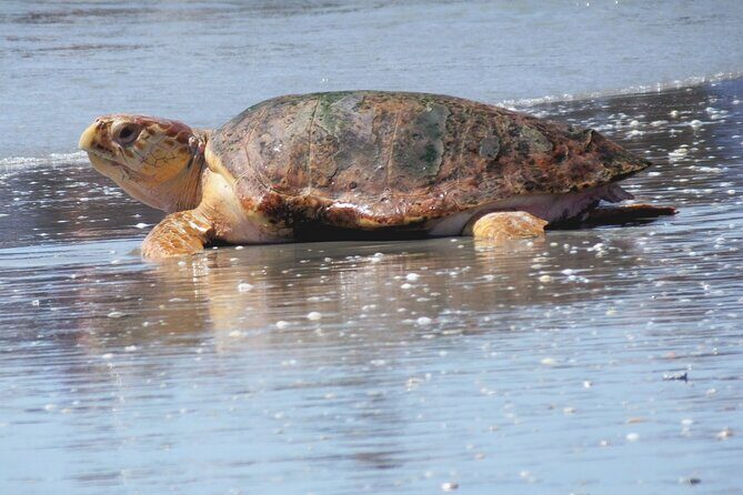Everglades National Park Boat Tour - The Experience: What to Expect on the Tour