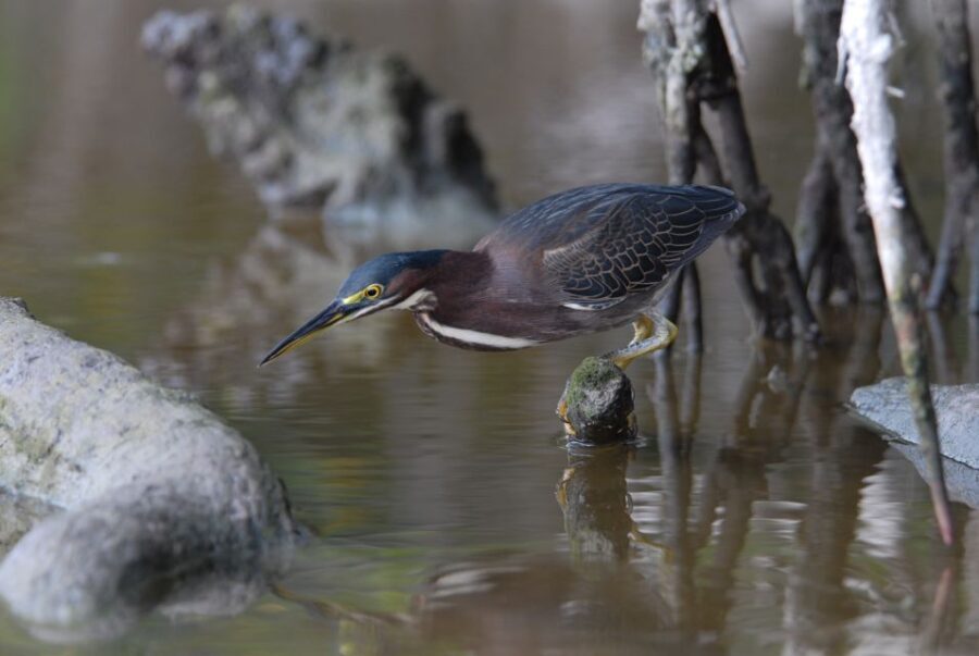 Everglades Private 2.5 Hour Photo and Birding Safari - What to Expect on the Tour