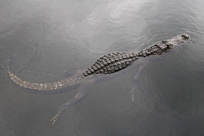 Everglades Small Group Express from Fort Lauderdale +Airboat Ride - Detailed Review